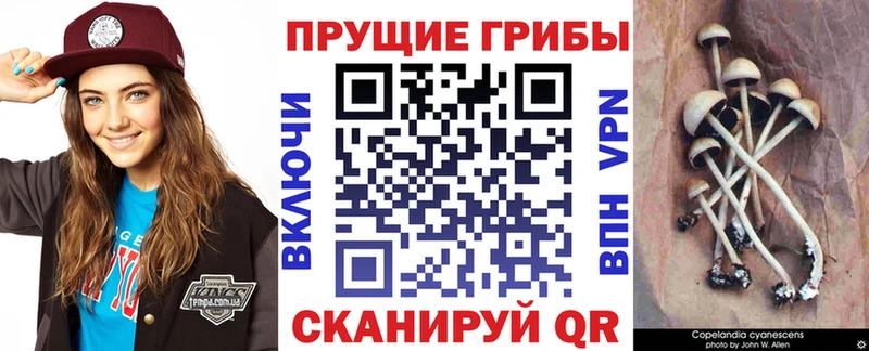 Купить закладки  Купино  Псилоцибиновые грибы прущие грибы 